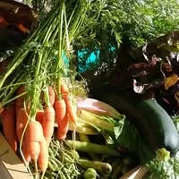 Logo L'AMAP de Coulon